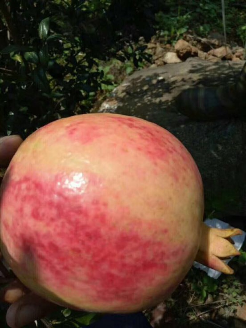 会理石榴6两~8两