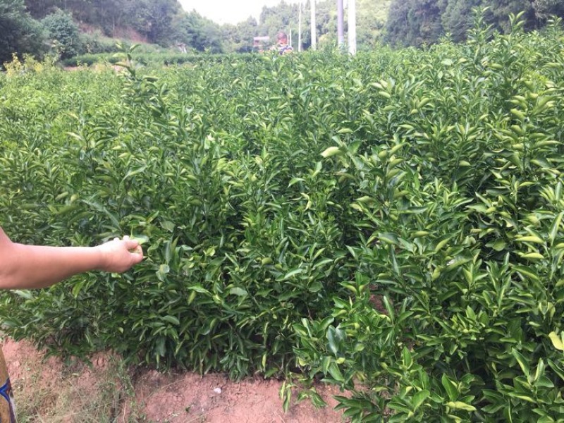 香橙苗50cm以下