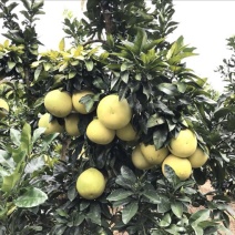黄心蜜柚1.5斤以上产地直发口感甜美
