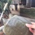 黄沙鳖2.5~3斤