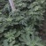 玛斯义陶芬无花果苗50~80cm
