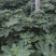 玛斯义陶芬无花果苗50~80cm