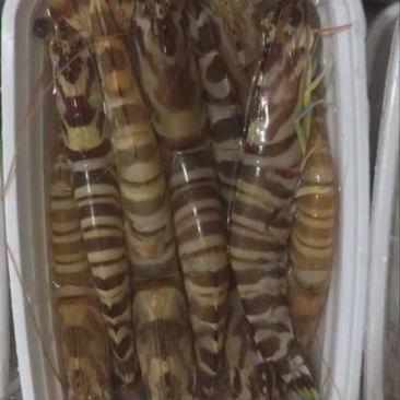 斑节虾食用冰鲜虾