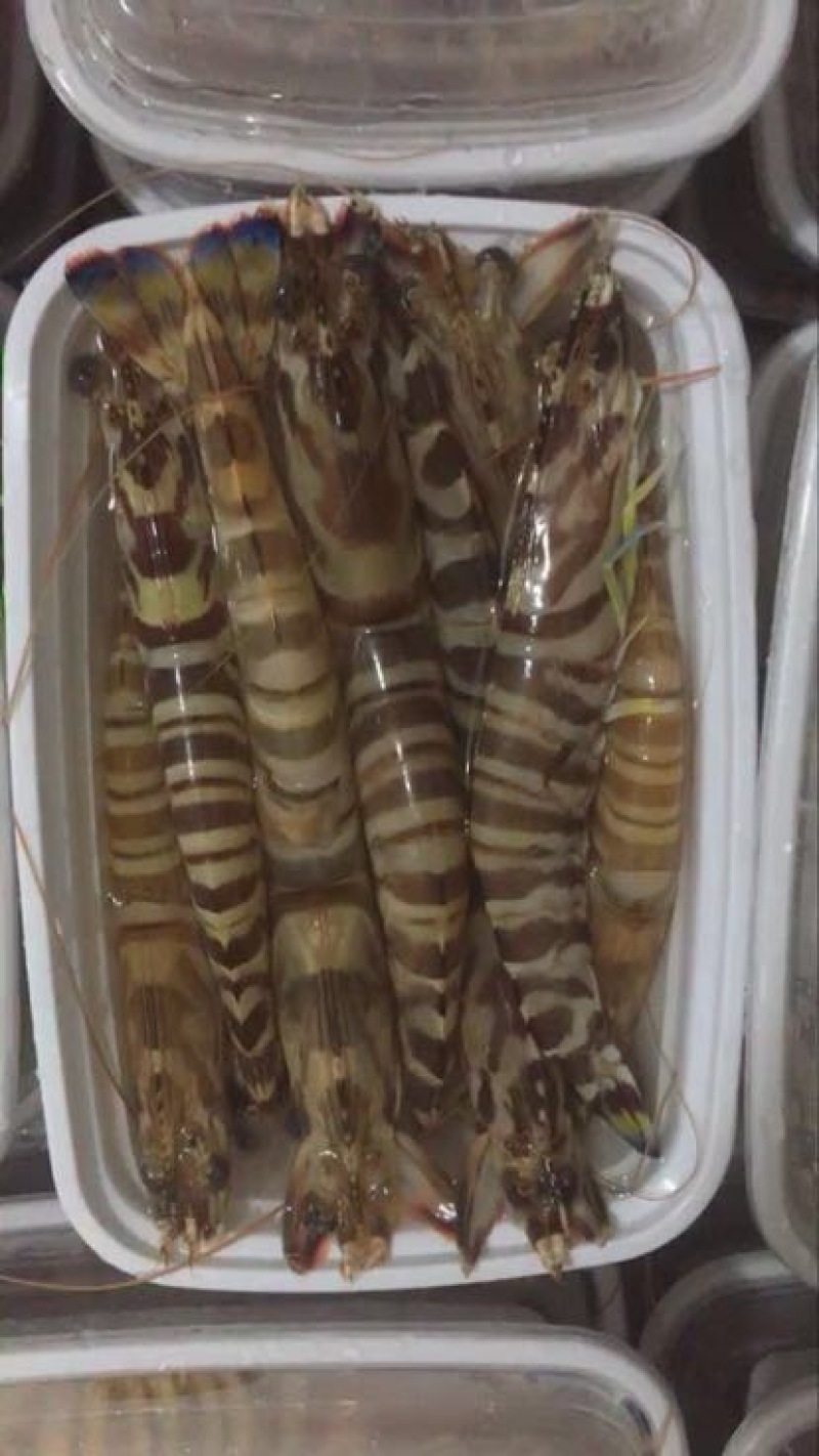 斑节虾食用冰鲜虾