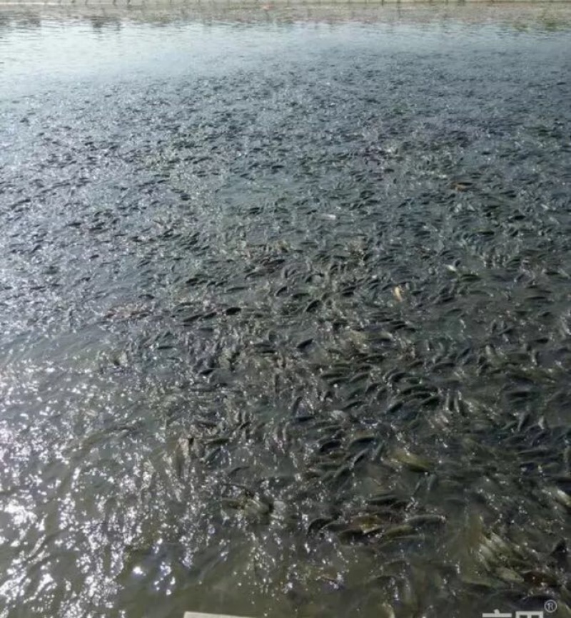 湖北洪湖杂交鲫鱼鱼塘直批
