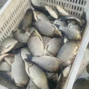 湖北洪湖杂交鲫鱼鱼塘直批