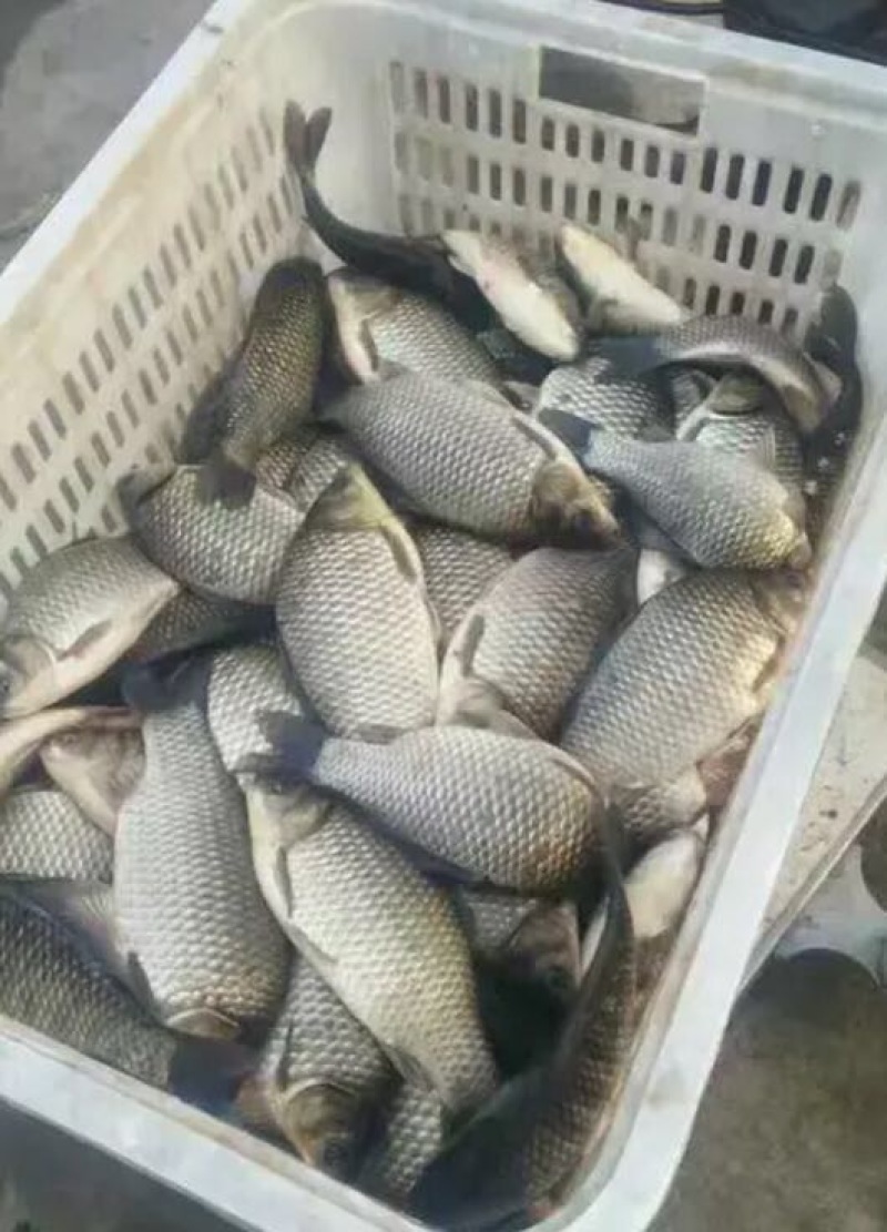 湖北洪湖杂交鲫鱼鱼塘直批