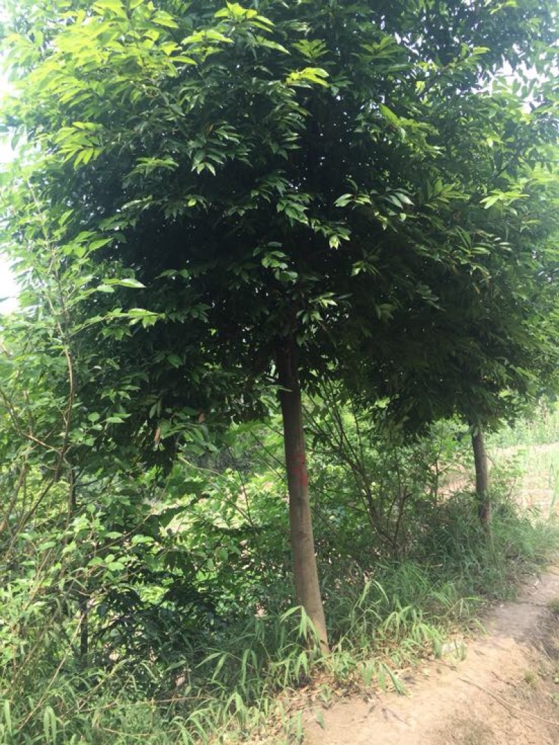 天竺桂5至15大量有货