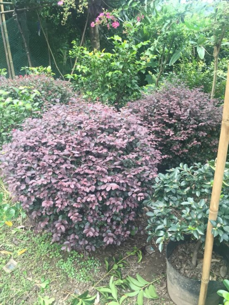 红花继木球（球形80cm至150cm、小苗均有货）