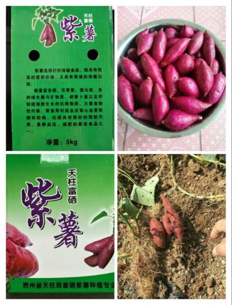 野地瓜2~4cm