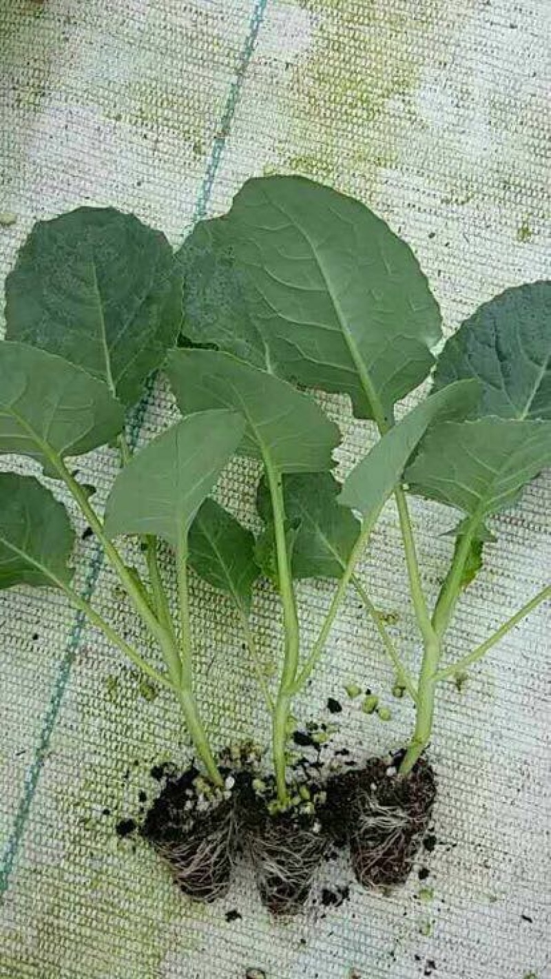 西兰花苗