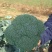 西兰花苗