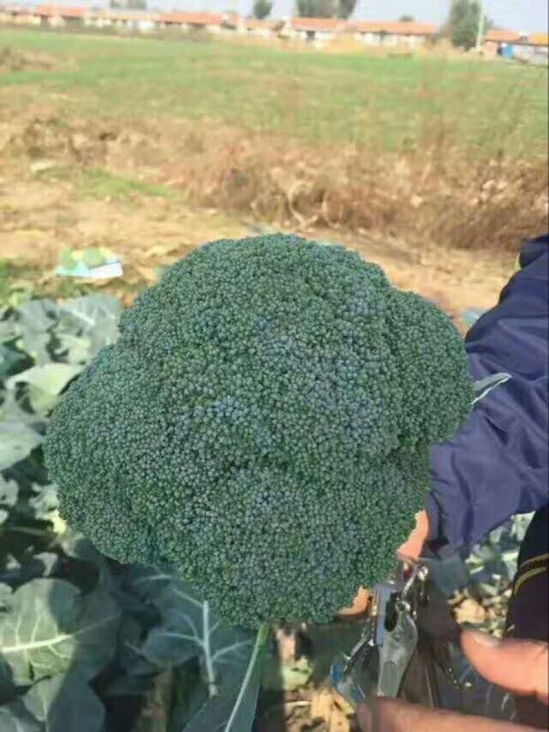 西兰花苗