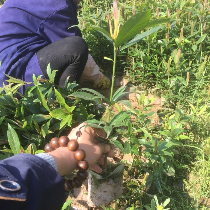 楠木苗金丝楠木树苗桢楠楠闽楠苗江西楠木树苗