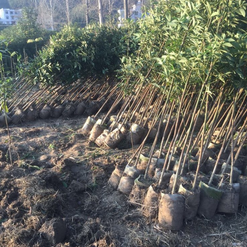 楠木苗金丝楠木树苗桢楠楠闽楠苗江西楠木树苗