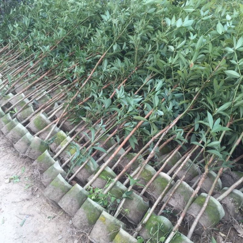 楠木苗金丝楠木树苗桢楠楠闽楠苗江西楠木树苗