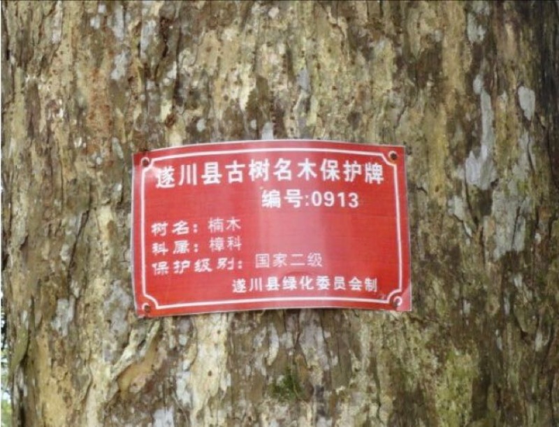 楠木苗金丝楠木树苗桢楠楠闽楠苗江西楠木树苗