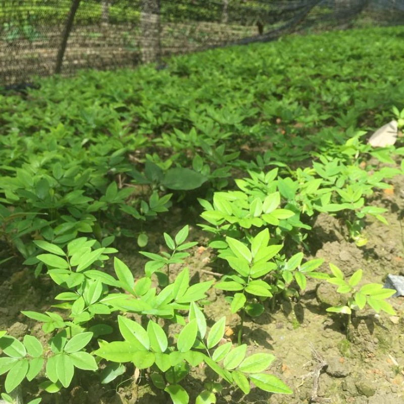 楠木苗金丝楠木树苗桢楠楠闽楠苗江西楠木树苗