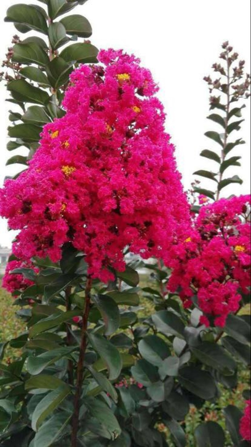 紫薇2~4cm1.5~2米1~2米
