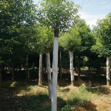 香樟14~16cm14~16cm4米以上