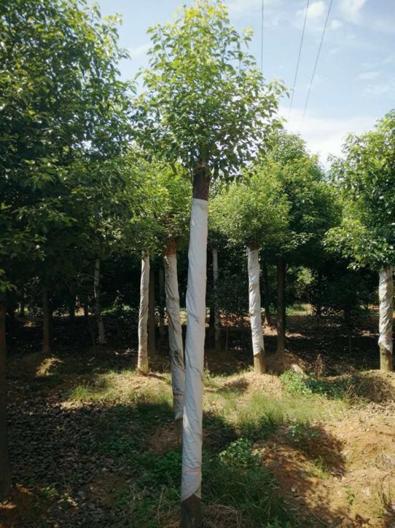 香樟14~16cm14~16cm4米以上