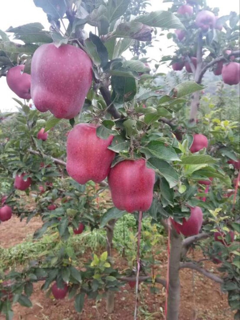 花牛80mm以上纸袋