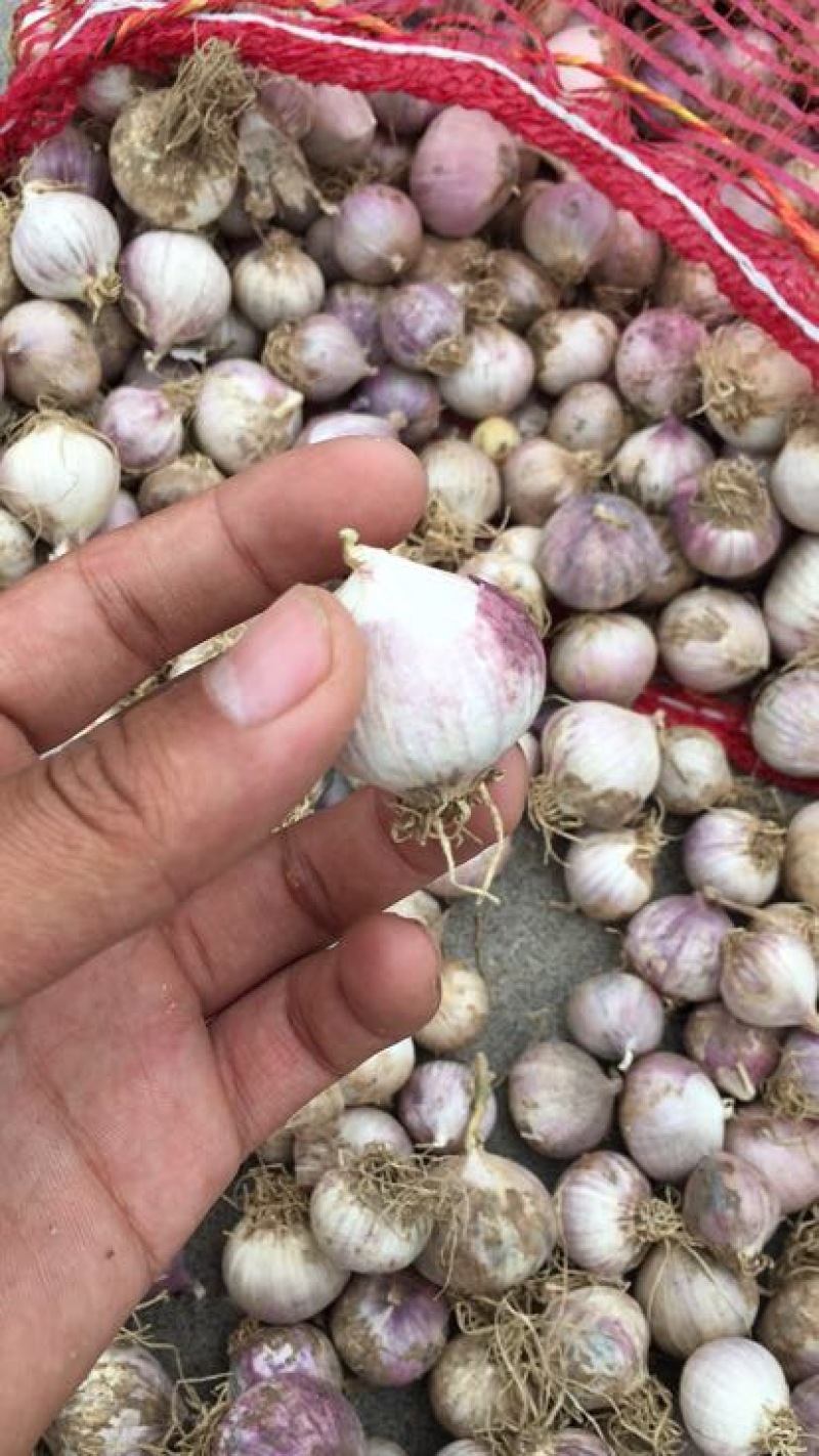 独头蒜混级统货干蒜