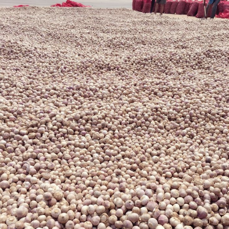 独头蒜混级统货干蒜