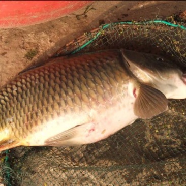 河鲤鱼食用1~2公斤