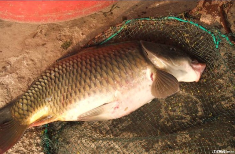 河鲤鱼食用1~2公斤