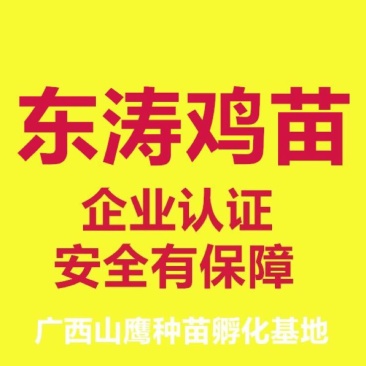 东涛鸡苗60~70克出壳苗通货