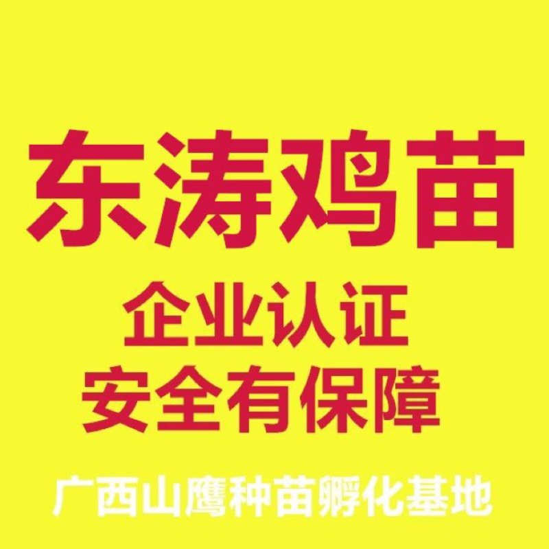 东涛鸡苗60~70克出壳苗通货