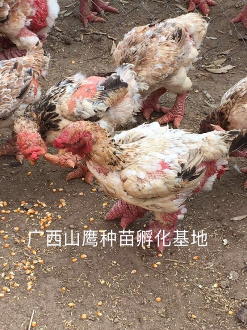 东涛鸡苗60~70克出壳苗通货