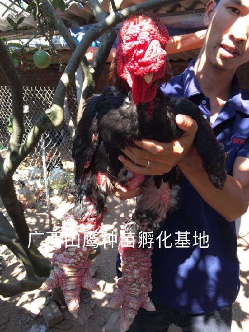 东涛鸡苗60~70克出壳苗通货