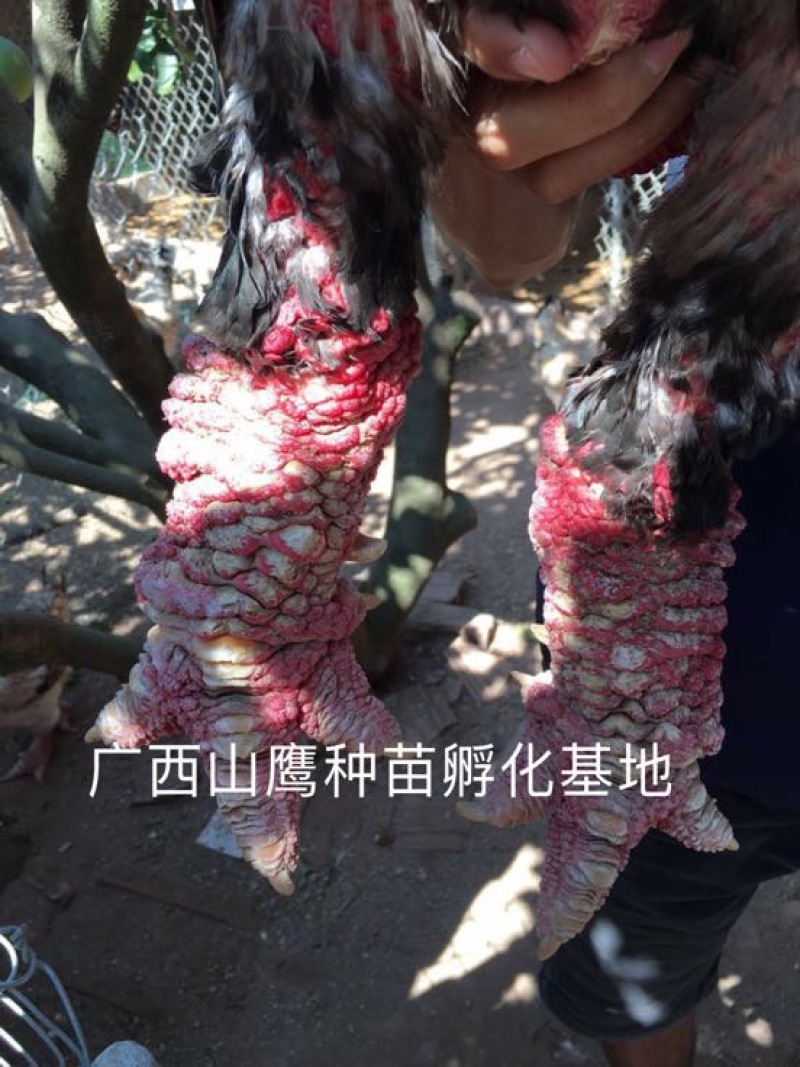 东涛鸡苗60~70克出壳苗通货