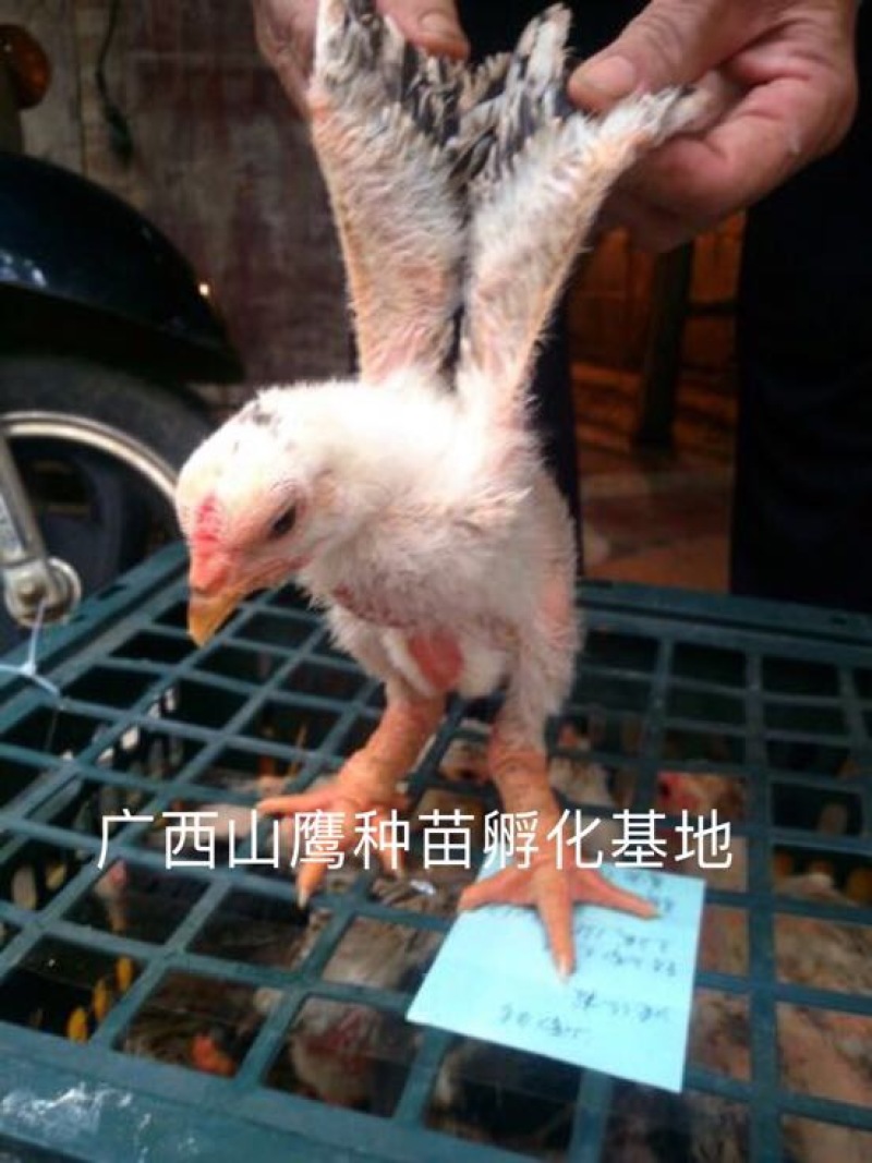 东涛鸡苗60~70克出壳苗通货