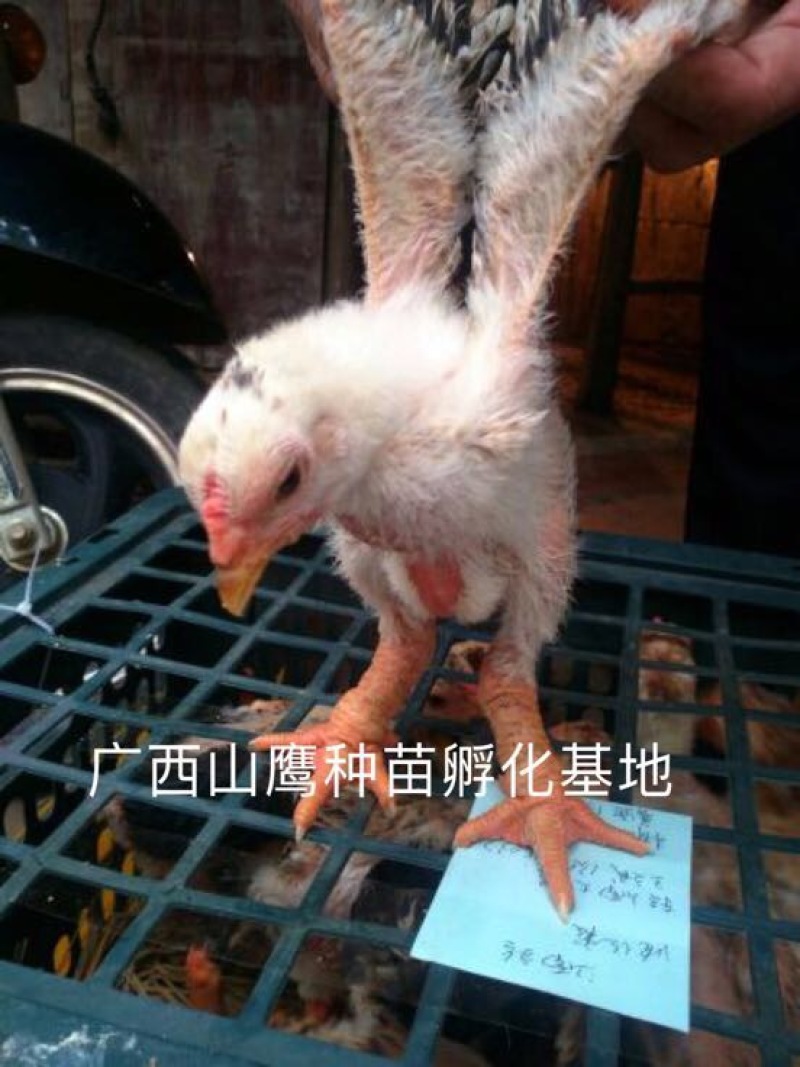 东涛鸡苗60~70克出壳苗通货