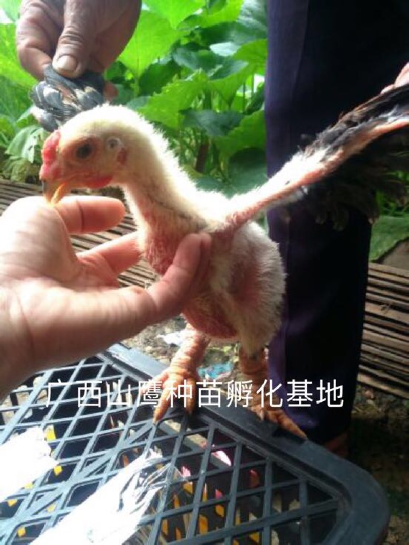 东涛鸡苗60~70克出壳苗通货