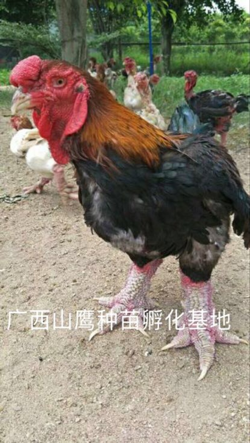 东涛鸡苗60~70克出壳苗通货