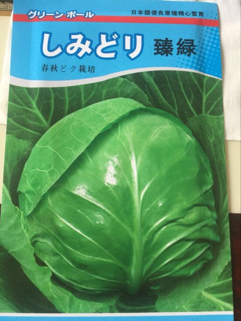 甘蓝种子～越冬甘蓝662