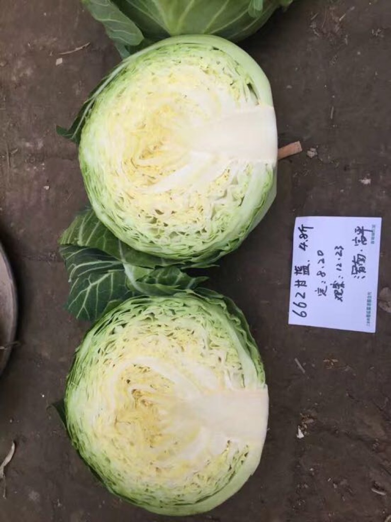 甘蓝种子～越冬甘蓝662