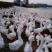 成年大白鹅肉鹅10~16斤，皖浦鹅