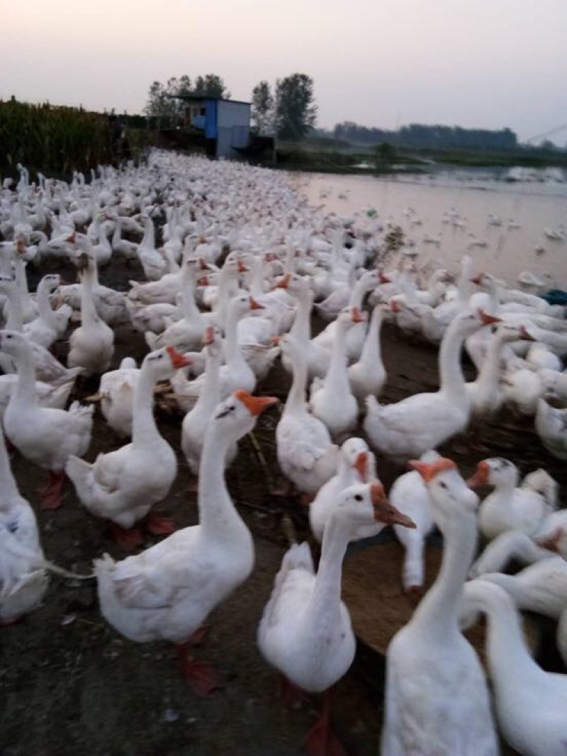 成年大白鹅肉鹅10~16斤，皖浦鹅