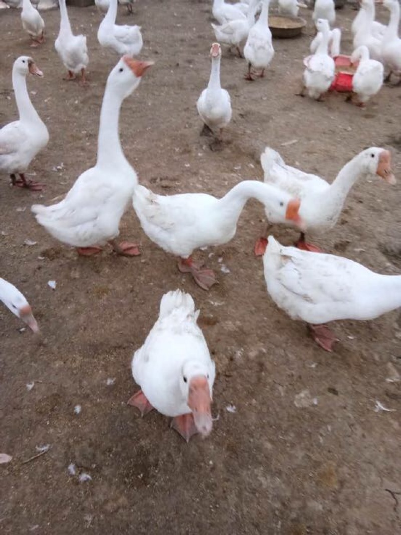 成年大白鹅肉鹅10~16斤，皖浦鹅