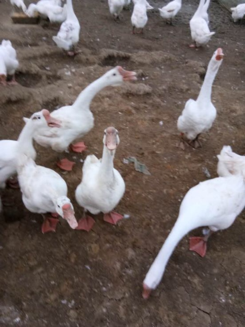 成年大白鹅肉鹅10~16斤，皖浦鹅