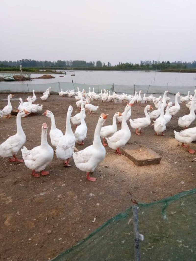 成年大白鹅肉鹅10~16斤，皖浦鹅