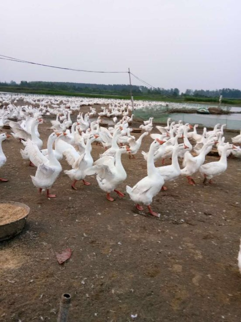 成年大白鹅肉鹅10~16斤，皖浦鹅