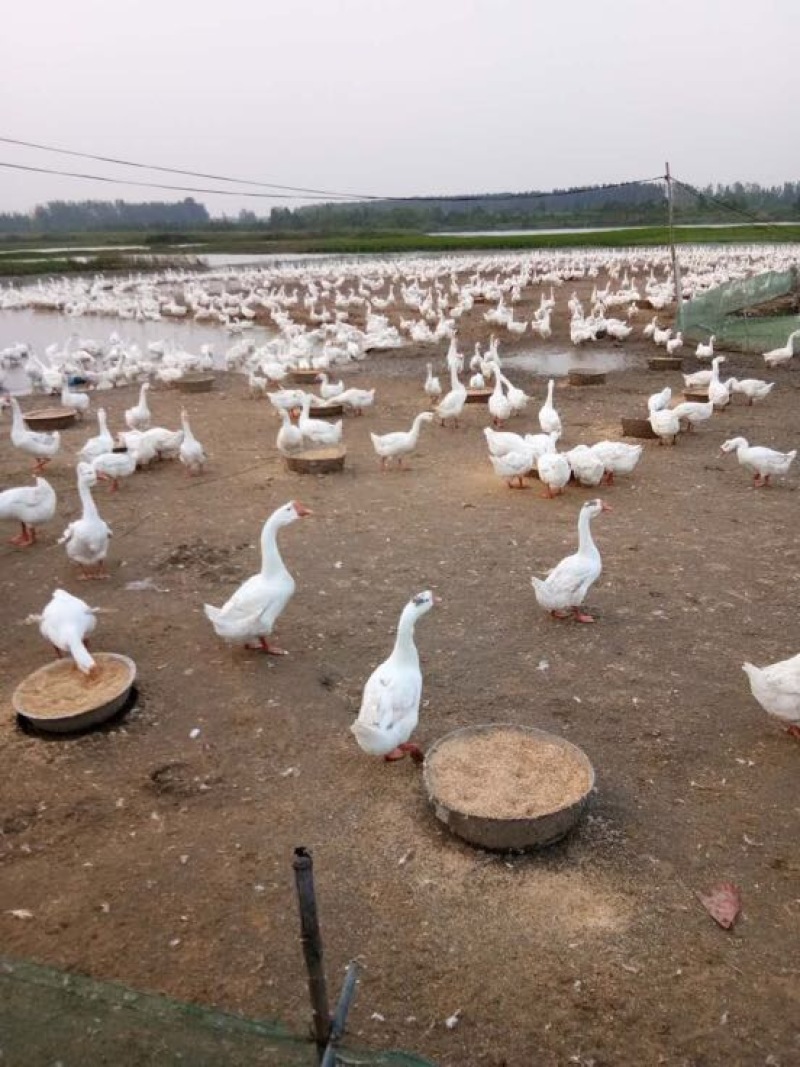 成年大白鹅肉鹅10~16斤，皖浦鹅