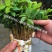 小叶桢楠30~50cm