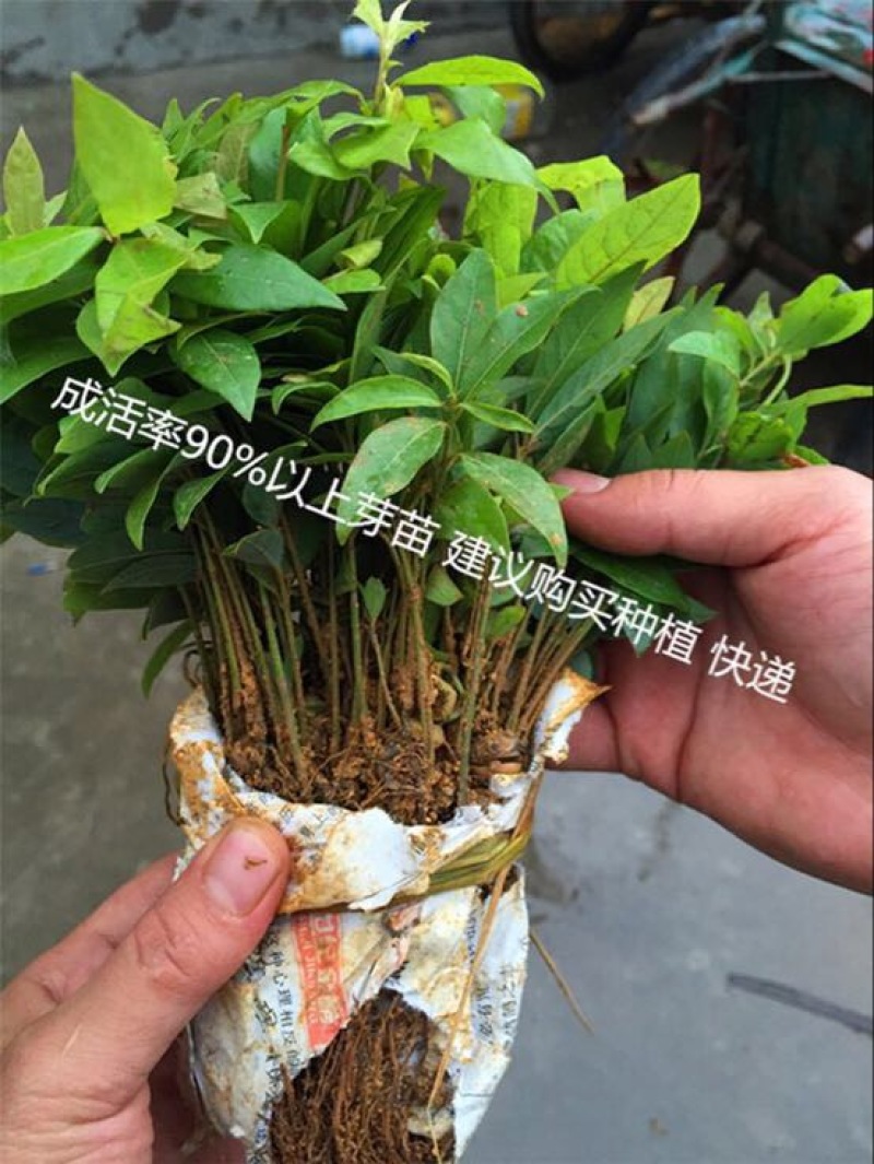小叶桢楠30~50cm